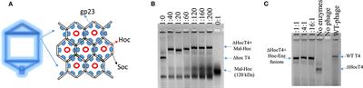 Multi-Enzyme Assembly on T4 Phage Scaffold